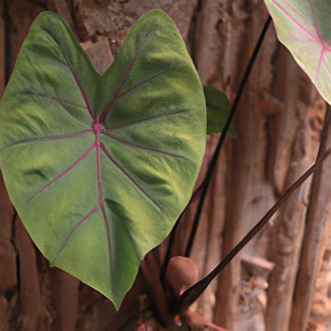 龜背芋寓意|龜背芋花語：揭開健康長壽的神秘面紗 – 植物盆栽綠寶典